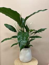 Potted Plants: Peace Lilly In Pot