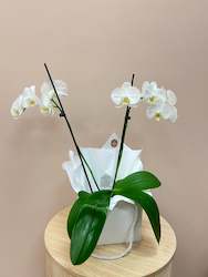 Potted Plants: Phalaenopsis Orchid Plants