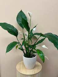Potted Plants: Peace Lily