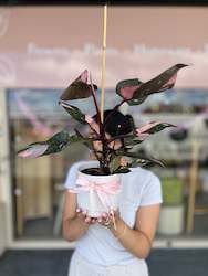 Pink Princess Philodendron