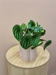 Watermelon Peperomia in Daisy pot
