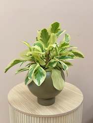 Peperomia in Orbit Pot