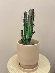 Potted Plants: Trigona purpurea in Pot