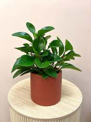 Potted Plants: Peperomia in Pot