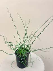 Potted Plants: Juncus
