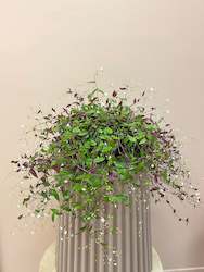 Potted Plants: Bridal Veil