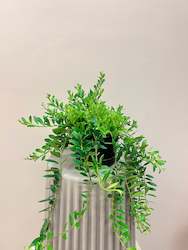 Potted Plants: Aeschynanthus Parvofolia