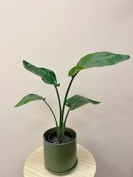 Strelitzia Nicolai in Pot