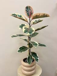 Potted Plants: Ficus Ruby in Pot