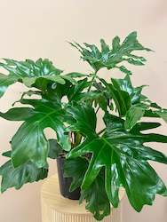 Selloum Philodendron