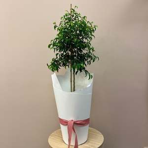 Ficus Tree