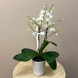 Mini White Potted Orchid