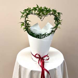 Valentines 2026: Heart Ivy Plant