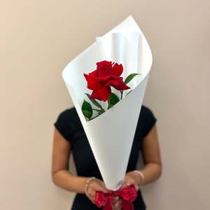 Single Premium Colombian Rose