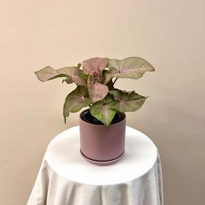Pink Syngonium With Pot