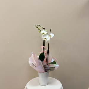 White Double Stemed Orchid In Pot