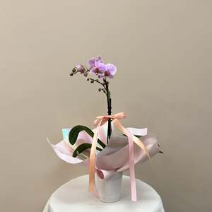 Mini Orchid In Pot