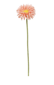 Single Mini Gerbera Peach