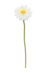 Single Mini Gerbera White