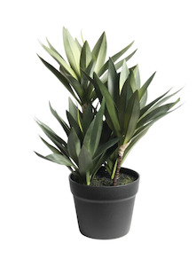 Small Dracaena 45cm Potted