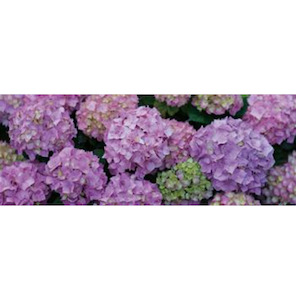 Homeware Art Sale: Hydrangeas Tempered Glass Art