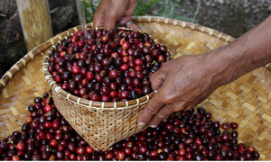 Argo Pura 72hr Anaerobic Carbonic Maceration Single Estate Morning Glory