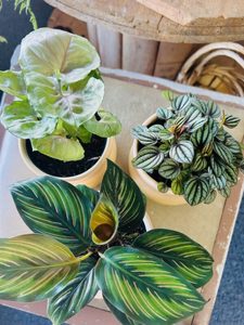 Petite Plants in Ceramic Pots Moss & Co
