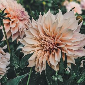 Dahlia: Cafe Au Lait