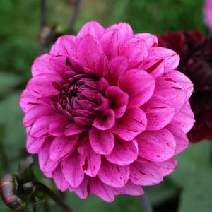 Dahlia: Laughing Lizzy