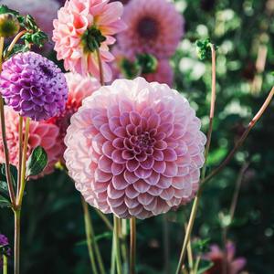 Dahlia: Pink Runner