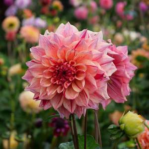 Dahlia: Sturm Princess