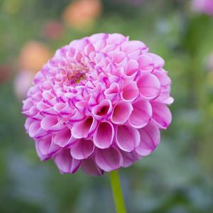 Dahlia: Zippity Do Da