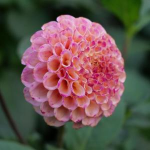 Dahlia: Rosemary Dawn
