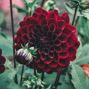 Dahlia: Black Diamond