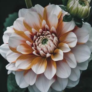 Dahlia: Tangerine Dream