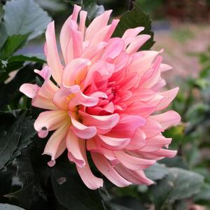 Dahlia: Dutch Delight