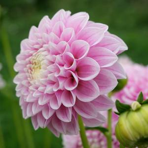 Dahlia: Marshmallow Baby