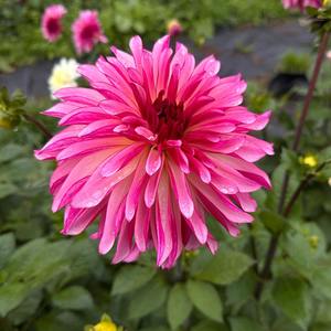 Dahlia: Violet Dance