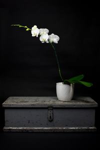Phalaenopsis Orchid plant