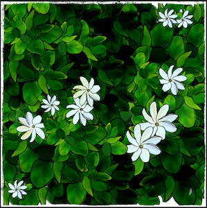 Polyswaddles: (RAROTONGA STOCK) PolySwaddle - Tiare Māori