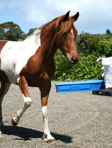 Nitro Agent Orange Nitro Equine