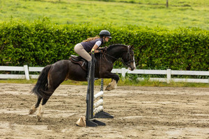 Products: Ballytruckle Sherlock Nitro Equine