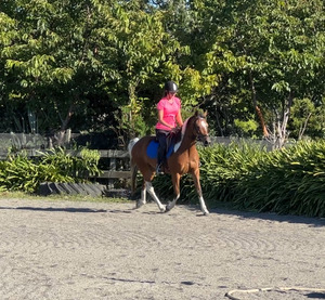 Arena Hire Nitro Equine