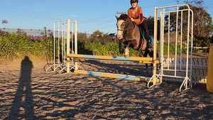 Nitro Candyman Nitro Equine