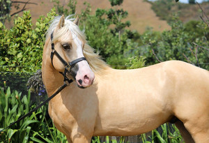 Products: Troon Typhoon Nitro Equine
