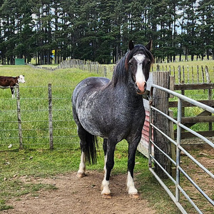 Nitro BonBon Nitro Equine