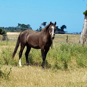 Nitro Tuparoa Nitro Equine