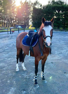 Products: Shere Jazz Nitro Equine