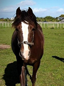 Secret Fantasy Nitro Equine