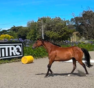 Shere Demi Nitro Equine